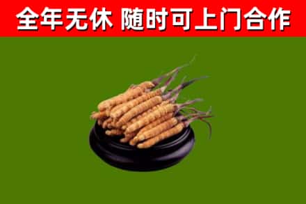 东莞市回收冬虫夏草