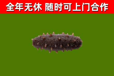东莞市回收海参干